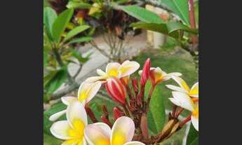 Imagem: Aluguel Casa Gravatá dia e pós Carnaval