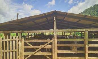 Imagem 7: Santa Leopoldina Fazenda 11 alqueires