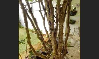 Imagem 4: Casa para venda tem 166 metros quadrados com 2 quartos em Laranjeiras - Uberlândia - MG