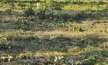 Imagem 3: Terreno sítio Chácara com venda por R$130.000