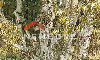 Imagem 6: Chácara em Área Rural - Área Rural de São José dos Pinhais - São José dos Pinhais/PR