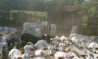 Imagem: Fazenda 1,416 hectares no municipio da cidade