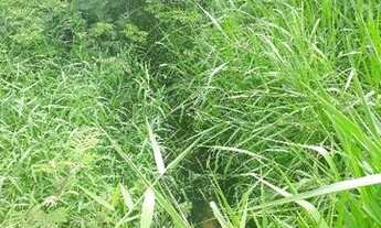 Imagem 5: Fazenda com 170 hectares em Pureza só terra