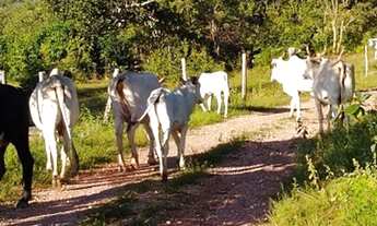 Imagem: Fazenda 153 Alqueires em Cavalcante TO
