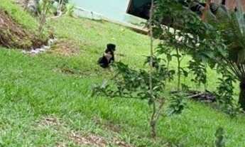 Imagem: Chácara em Anápolis-GO. ( 6 Alqueires