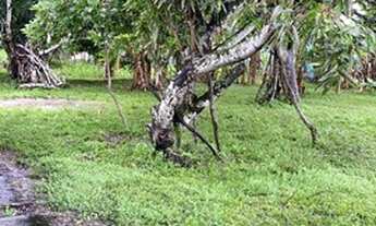 Imagem 4: Vendo ou troco Chácara na beira da BR-235 em Areia Branca/SE, medindo 4 tarefas, com baia