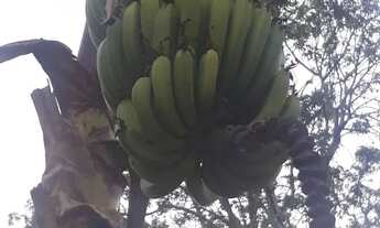 Imagem 2: Casa com mini sítio