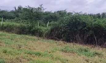 Imagem 2: Vendo excelente terreno em Conceição do jacuipe