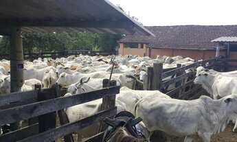 Imagem 4: FAZENDA A VENDA EM SÃO VICENTE - ARARUAMA