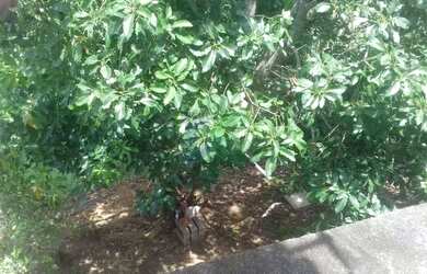 Imagem 6: Casa com 5 dormitórios à venda, 168 m² por R$ 400.000,00 - Jardim Terras de São João - Jac