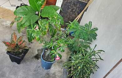 Imagem 6: VENDO CASA NO JURUNAS