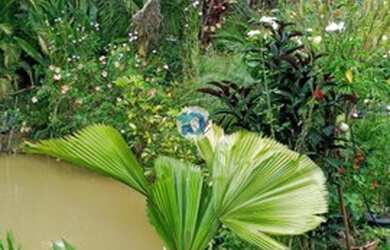 Imagem 4: LINDA CHÁCARA LOCALIZADA DEPOIS DE AMPARO, SENTIDO SANTA RITA DE JACUTINGA