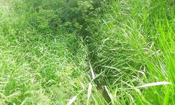 Imagem 7: Fazenda com 170 hectares em Pureza só terra