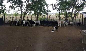 Imagem 3: Fazenda com 60 hectares em ceara mirim