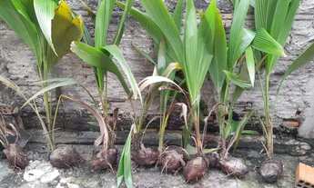 Imagem: Pés de coqueiros