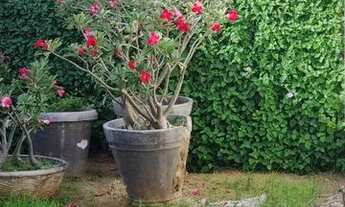 Imagem 6: Casa para aluguel com 200 metros quadrados com 4 quartos em Capim Macio - Natal - RN