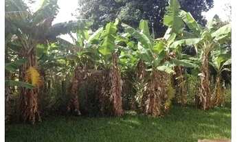 Imagem 4: Sítio em Tatuí, Sítio Dos Miranda