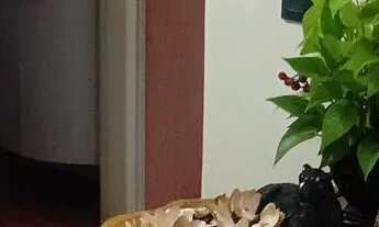 Imagem 3: Vende se Apartamento com 3 dormitórios