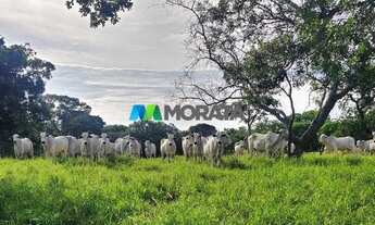 Imagem 4: FAZENDA À VENDA - 664 HECTARES - JANUÁRIA (MG