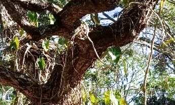 Imagem 3: Sítio Juatuba Chácara com venda com preço sob consulta