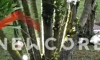 Imagem 2: Chácara em Rua dos Guarantãs - Parque dos Jacarandás - Arujá/SP