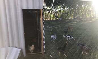 Imagem 7: Linda chácara com sede e pomar, próx ao asfalto! Incra 8