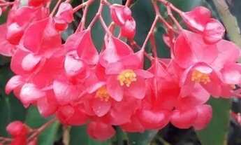 Imagem 6: Chácara com 2 dormitórios à venda, 3800 m² por R$ 280.000,00 - Moinho - Nazaré Paulista/SP