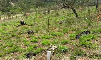 Imagem 7: Terreno 600m² ótima qualidade de solo