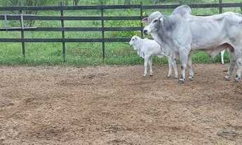 Imagem 2: Fazenda com 290 hectares próximo a cajazeiras