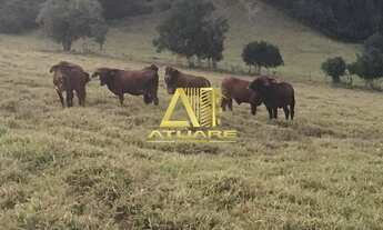 Imagem 6: Excelente sítio em Silvianópolis, Minas Gerais