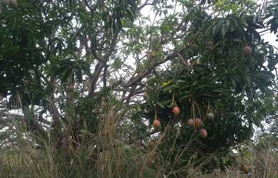 Imagem 5: Regiao Jequitai!!! Sitio 23 Hectares /70% Pastagem/Agua De Rio/60% Cultura!!!