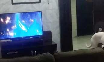 Imagem 6: VENDO APT TÉRREO COM PUXADA QUITADO TODO NA CERÂMICA