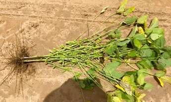 Imagem 6: Fazenda 2.900 hec em Feliz Natal MT