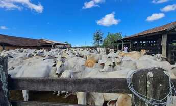 Imagem 6: FAZENDA A VENDA EM SÃO VICENTE - ARARUAMA