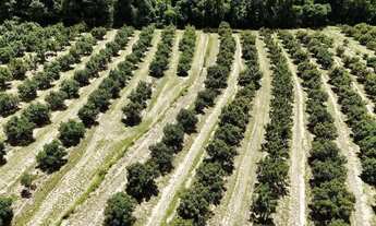 Imagem 4: Ótimo sítio em abacate montado de porteira fechada no interior de São Paulo