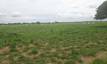 Imagem 3: Fazenda com 570 hectares na região de monte alegre