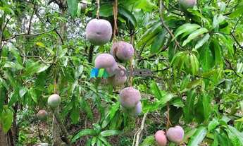 Imagem 4: FAZENDA À VENDA - 08 HECTARES - BALDIM (MG