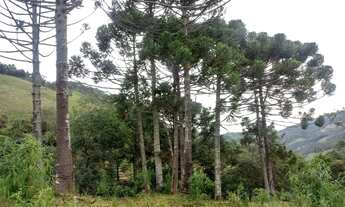 Imagem 2: Fantástica Chácara com 4 Hectares, Bairro Brumado em Delfim Moreira/MG