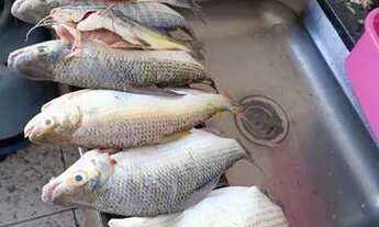 Imagem 3: Terreno com construçao/ponto de laje/felixlandia