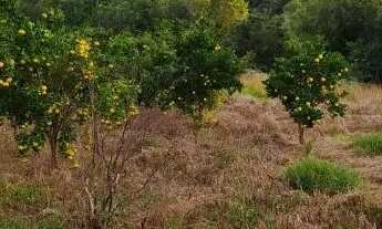Imagem 4: Baixadão de 10 ha, terra de primeira, as margens do rio, excelente casa ,Jaboticatubas