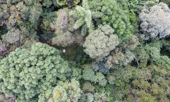 Imagem 5: Chacrinha com 20.519 m² na Rondinha