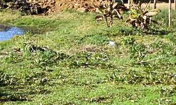 Imagem: Chácara 20x60 com tanque de peixe