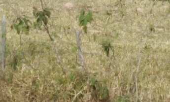 Imagem 4: Recanto Alta Vista