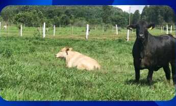 Imagem: UMA GLEBA DE TERRAS, SITUADA NO SÍTIO ALAGOINHA
