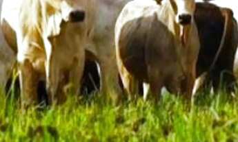 Imagem 7: Fazenda de 530 Tarefas - Dores