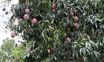 Imagem 7: Vendo ou alugo fazenda 52 alqueires