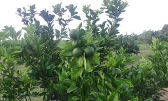 Imagem 3: Sítio em Catu, Bahia, local conhecido como "40", após restaurante Estação da cod