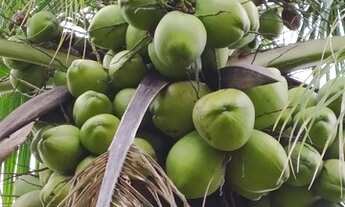 Imagem 2: Sitio Pronto. Lazer e Residência