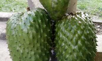 Imagem 7: Sitio Pronto. Lazer e Residência