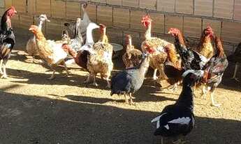 Imagem 3: Vende-se chácara alvorada Goiás